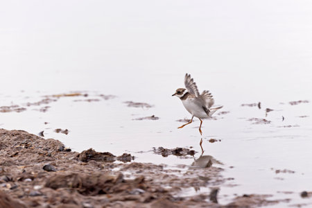 A common ringed plover (Charadrius hiaticula) foraging during fall migration on the beach.の写真素材