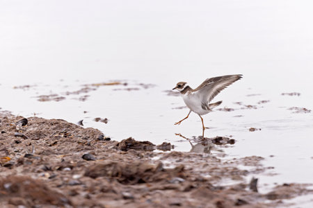 A common ringed plover (Charadrius hiaticula) foraging during fall migration on the beach.の写真素材