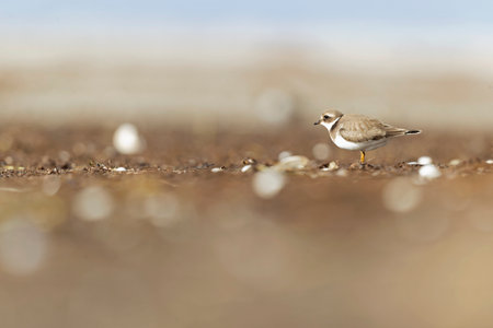 A common ringed plover (Charadrius hiaticula) foraging during fall migration on the beach.の写真素材