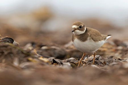 A common ringed plover (Charadrius hiaticula) foraging during fall migration on the beach.の写真素材