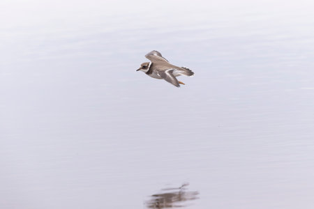 A common ringed plover (Charadrius hiaticula) foraging during fall migration on the beach.の写真素材
