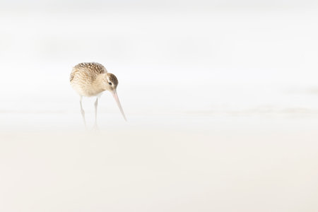 A bar-tailed godwit (Limosa lapponica) foraging during fall migration on the beach.の写真素材