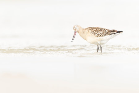 A bar-tailed godwit (Limosa lapponica) foraging during fall migration on the beach.の写真素材