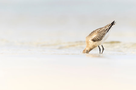 A bar-tailed godwit (Limosa lapponica) foraging during fall migration on the beach.の写真素材