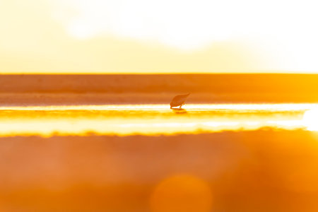 A sanderling (Calidris alba) foraging back lit by the rising sun on the beach.の写真素材