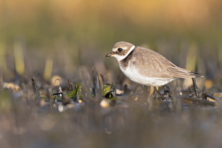 A common ringed plover (Charadrius hiaticula) foraging during fall migration on the beach.の写真素材