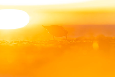 A sanderling (Calidris alba) foraging back lit by the rising sun on the beach.