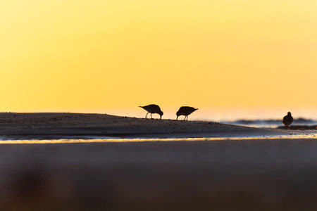 Red knot (Calidris canutus) foraging back lit by the rising sun on the beach.の写真素材