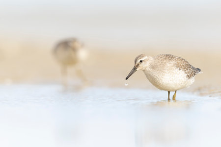 A first calendar year red knot (Calidris canutus) in winter plumage foraging on the beach.の写真素材
