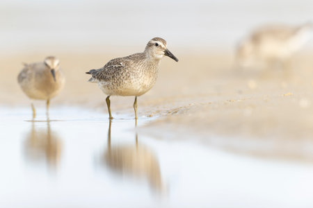 A first calendar year red knot (Calidris canutus) in winter plumage foraging on the beach.の写真素材