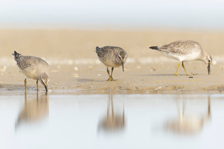 A group of first calendar year red knot (Calidris canutus) in winter plumage foraging on the beach.