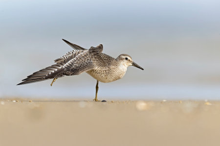 A red knot (Calidris canutus) stretching on the beach along the Baltic sea..の写真素材