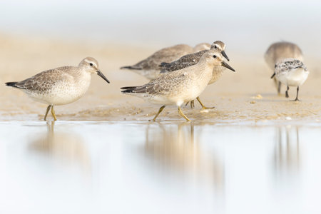 A group of first calendar year red knot (Calidris canutus) in winter plumage foraging on the beach.の写真素材