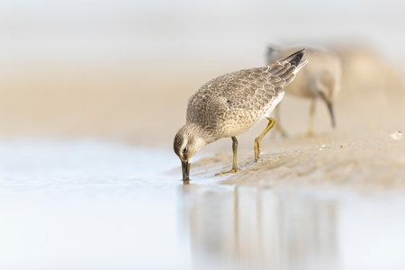 A group of first calendar year red knot (Calidris canutus) in winter plumage foraging on the beach.の写真素材