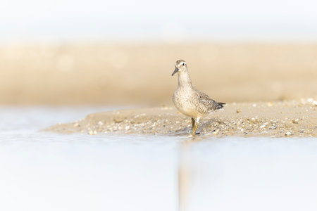 A first calendar year red knot (Calidris canutus) in winter plumage foraging on the beach.の写真素材