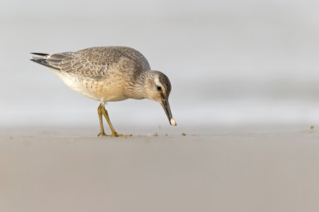 A first calendar year red knot (Calidris canutus) in winter plumage foraging on the beach.の写真素材