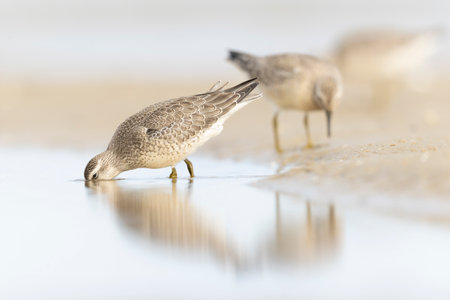 A group of first calendar year red knot (Calidris canutus) in winter plumage foraging on the beach.の写真素材