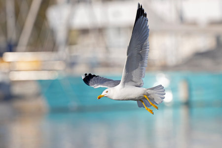 A yellow-legged gull (Larus michahellis) in flight in the city of Pula.の写真素材