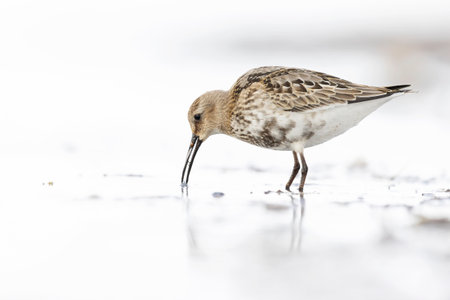 Dunlin (Calidris alpina) foraging during fall migration on the beach.の写真素材