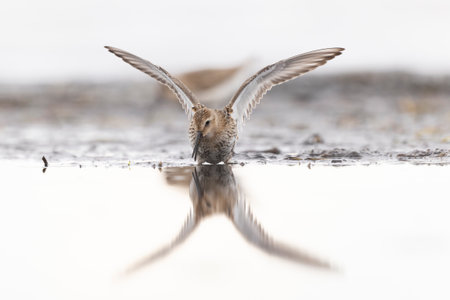 Dunlin (Calidris alpina) foraging during fall migration on the beach.の写真素材
