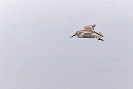A dunlin (Calidris alpina) in flight during fall migration on the beach.