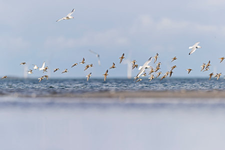 A group of small waders or shore birds flying along the Baltic sea in Germanyの写真素材
