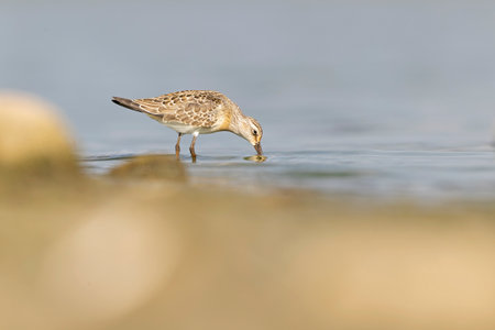 A first calendar year curlew sandpiper (Calidris ferruginea) foraging during fall migration at a lake.の写真素材