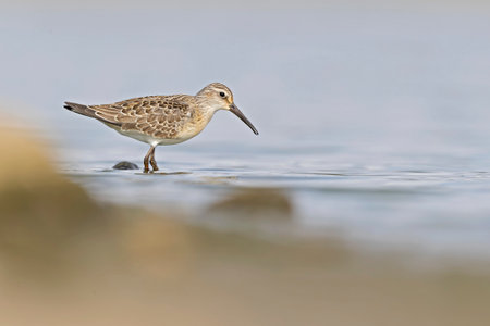 A first calendar year curlew sandpiper (Calidris ferruginea) foraging during fall migration at a lake.の写真素材