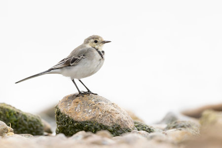 A juvenile white wagtail (Motacilla alba) foraging along a lake in Berlin.の写真素材