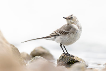 A juvenile white wagtail (Motacilla alba) foraging along a lake in Berlin.の写真素材