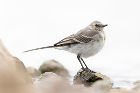 A juvenile white wagtail (Motacilla alba) foraging along a lake in Berlin.の写真素材