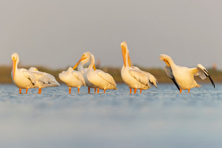 A group of American white pelicans (Pelecanus erythrorhynchos) resting on mudflats in the morning in Texas.の写真素材
