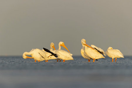 A group of American white pelicans (Pelecanus erythrorhynchos) resting on mudflats in the morning in Texas.の写真素材