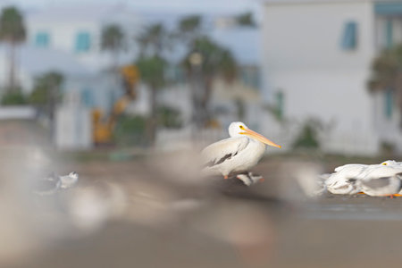 A group of American white pelicans (Pelecanus erythrorhynchos) resting on mudflats in the morning in Texas.の写真素材