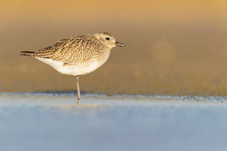 A black-bellied plover (Pluvialis squatarola) foraging during fall migration on the beach.の写真素材
