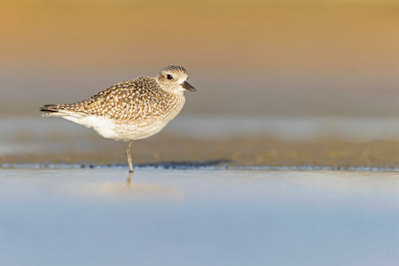 A black-bellied plover (Pluvialis squatarola) foraging during fall migration on the beach.の写真素材