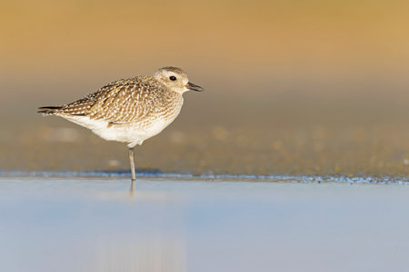 A black-bellied plover (Pluvialis squatarola) foraging during fall migration on the beach.の写真素材