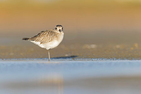 A black-bellied plover (Pluvialis squatarola) foraging during fall migration on the beach.の写真素材