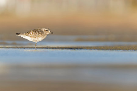 A black-bellied plover (Pluvialis squatarola) foraging during fall migration on the beach.の写真素材