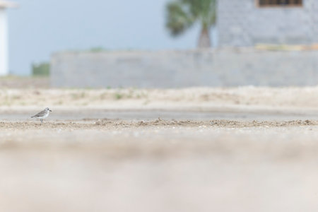 A black-bellied plover (Pluvialis squatarola) foraging during fall migration on the beach.