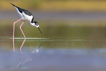 The black-necked stilt (Himantopus mexicanus) foraging at the wetlands of Texas South Padre Island.の写真素材