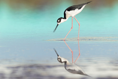 The black-necked stilt (Himantopus mexicanus) foraging at the wetlands of Texas South Padre Island.の写真素材