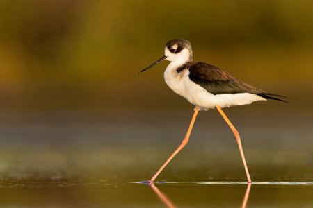 The black-necked stilt (Himantopus mexicanus) foraging at the wetlands of Texas South Padre Island.の写真素材