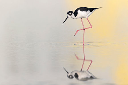 The black-necked stilt (Himantopus mexicanus) foraging at the wetlands of Texas South Padre Island.の写真素材