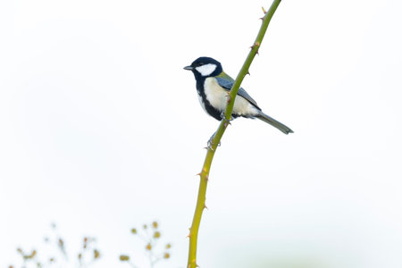 Japanese tit (Parus minor) perched on a twig of a thorn bush.の写真素材