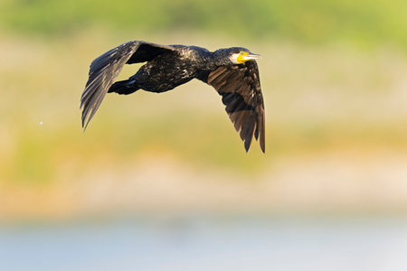 Great Cormorant (Phalacrocorax carbo) in flightの写真素材
