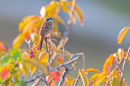 Meadow bunting (Emberiza cioides) perched on a tree branch.の写真素材