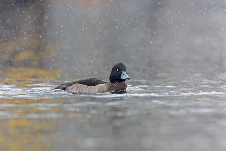 Tufted duck (Aythya fuligula) swimming in a lake with snowfall.の写真素材