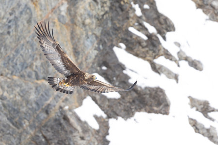 Golden eagle soaring with snow and mountain rocks in the background.の写真素材