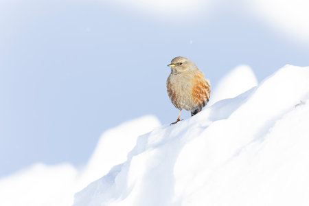 Alpine accentor (Prunella collaris) in snow.